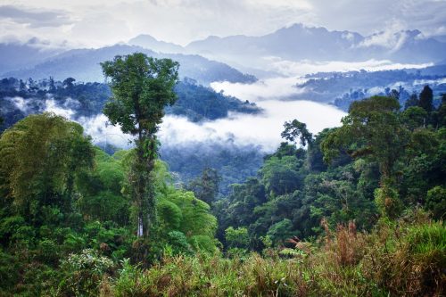 rainforest guatemala ecuador shutterstock 153742460 1 500x0 c default